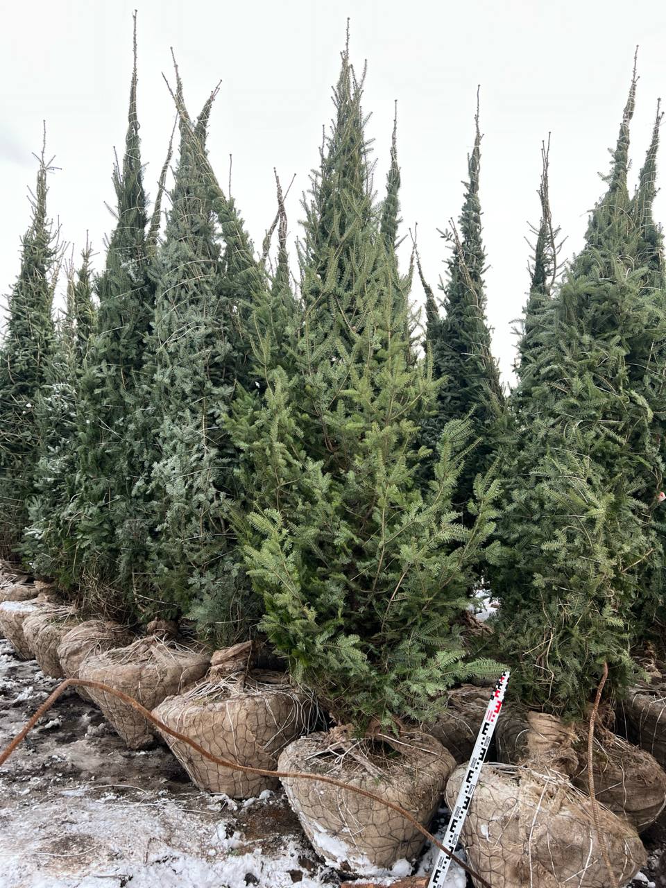 Поступление саженцев бальзамической пихты - ноябрь 2025