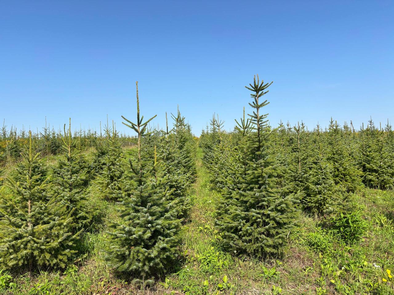 Выгодное предложение сезона от Гринстраны: хвойные деревья по акции