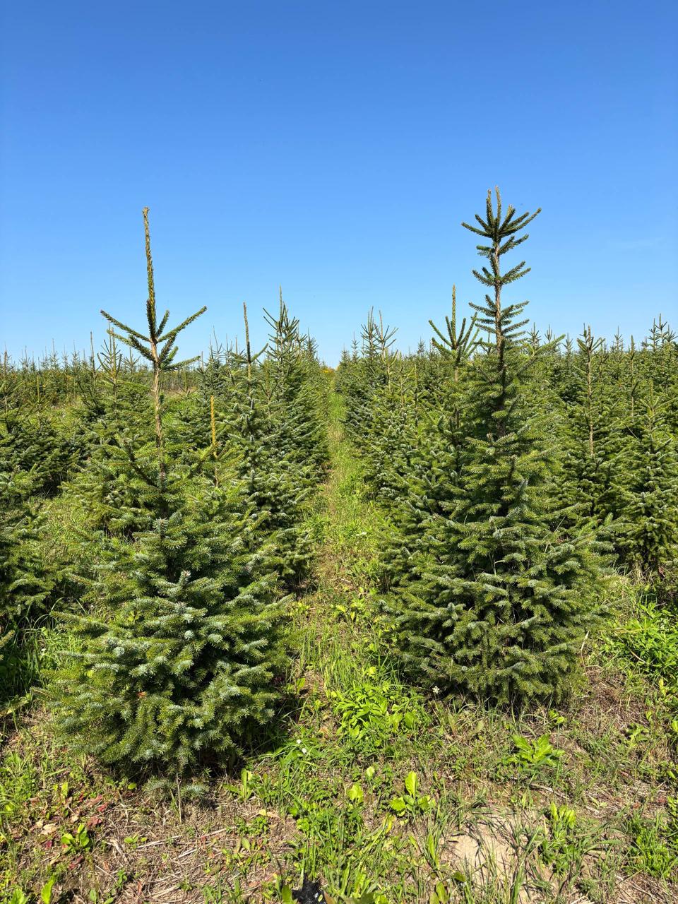 Саженцы ели сербской на полях питомника Гринстрана