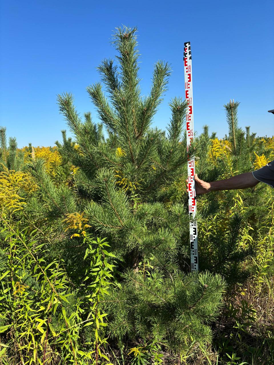 Сосна обыкновенная в питомнике Гринстрана