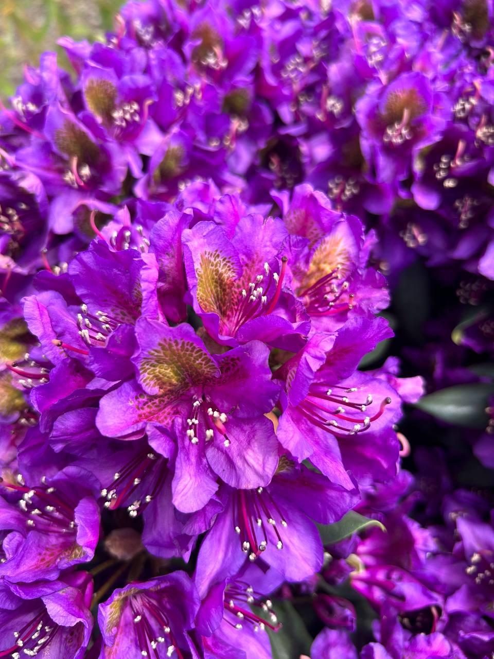 Фиолетовый рододендрон - саженцы из питомника Гринстрана