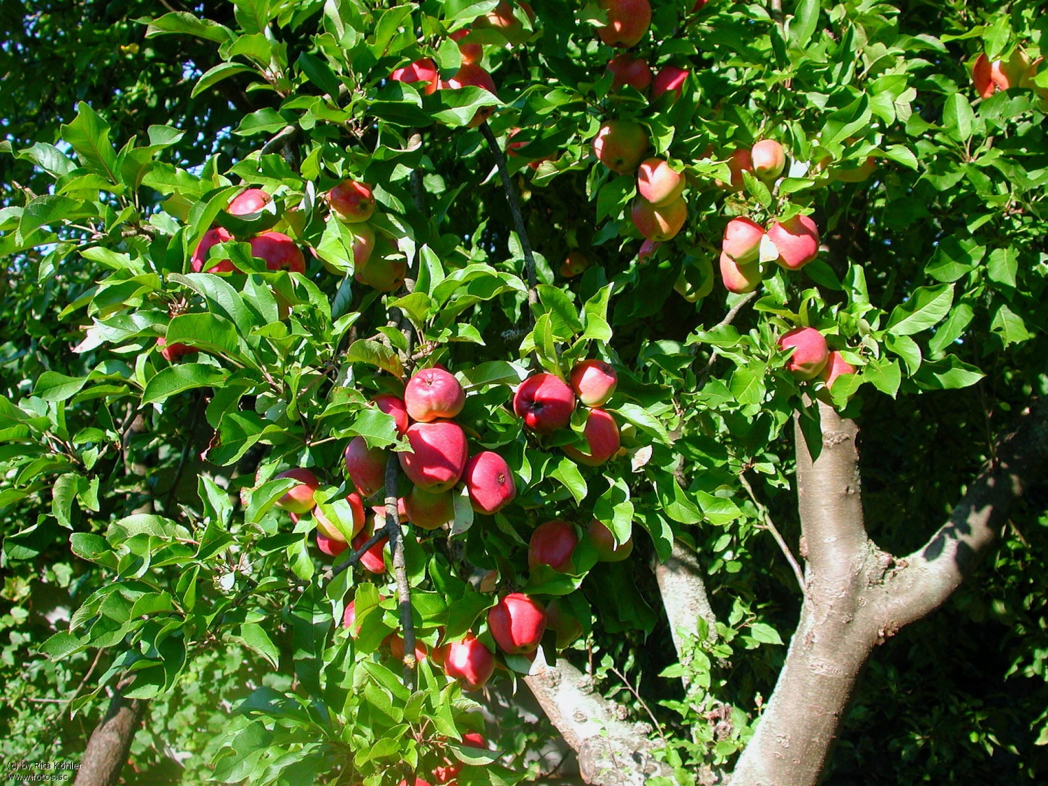 Плодовые деревья в саду
