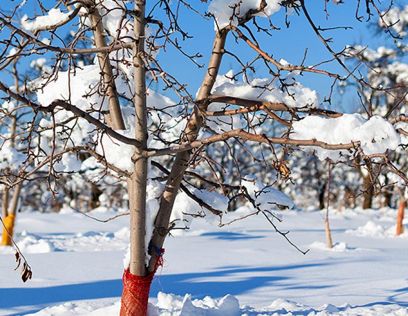 Дерево на участке зимой